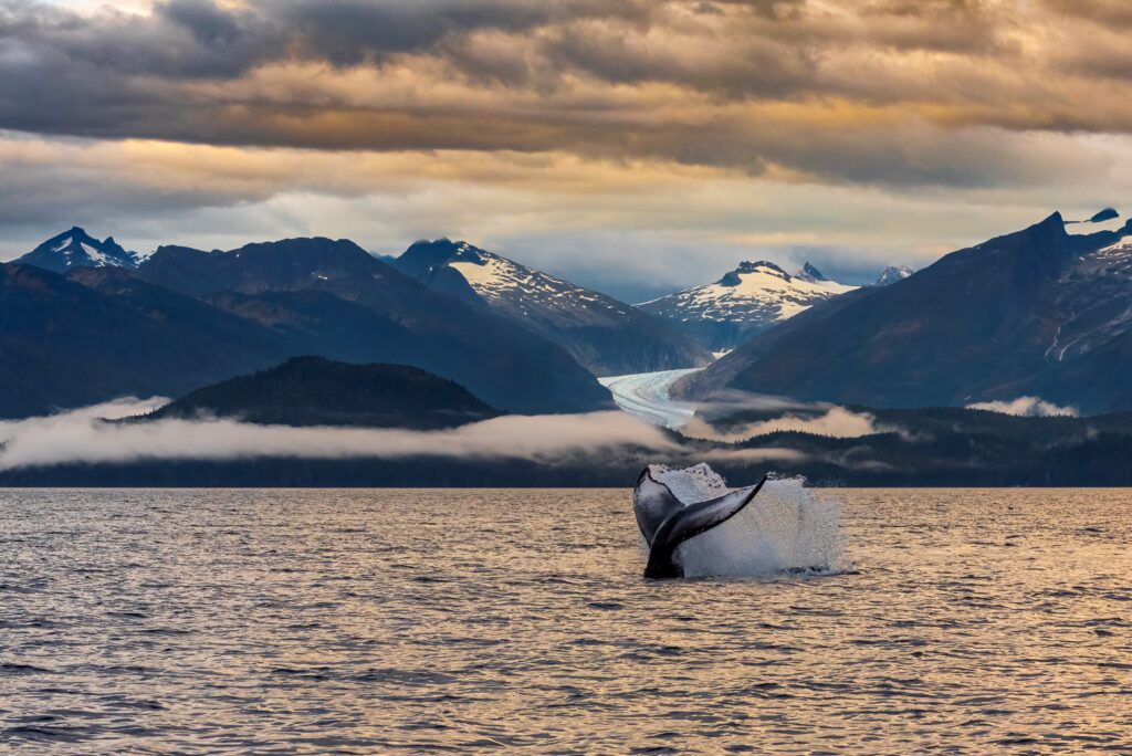 On the last whale watching trip of the summer with Jayleen's Alaska, as the sun was setting on a perfect September day in Alaska, she positioned the boat perfectly in front of Eagle Glacier to capture this humpback whale who was playfully tail and fin slapping.