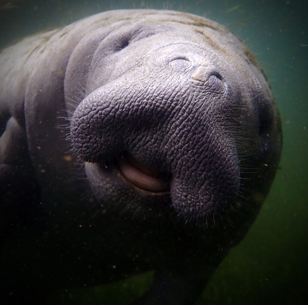 This was taken in Crystal River, Florida when a curious juvenile manatee was investigating me while I was snorkeling the springs.
