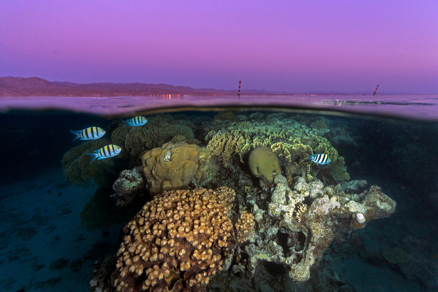This photo illustrates the thriving reefs of the Gulf of Eilat and Aqaba, northern Red Sea with the sunset colors filling up the sky and the desert mountains that stand in great contrast with what lies beneath the sea surface.