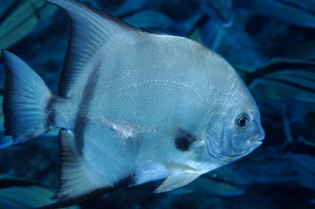 Atlantic spadefish