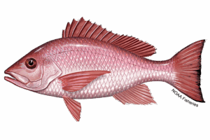 illustration of red snapper