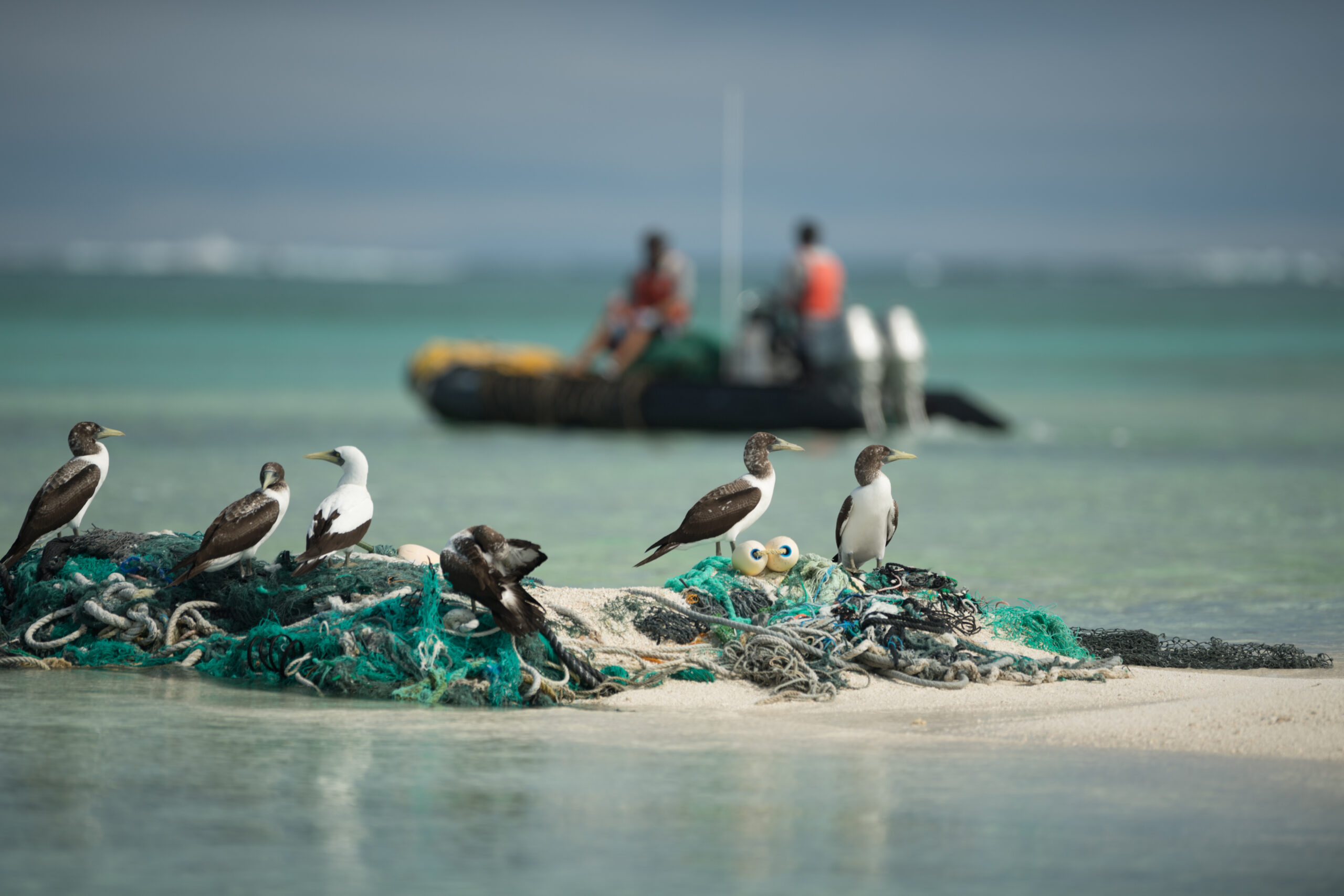 seabirds on a beach with fishing gear
