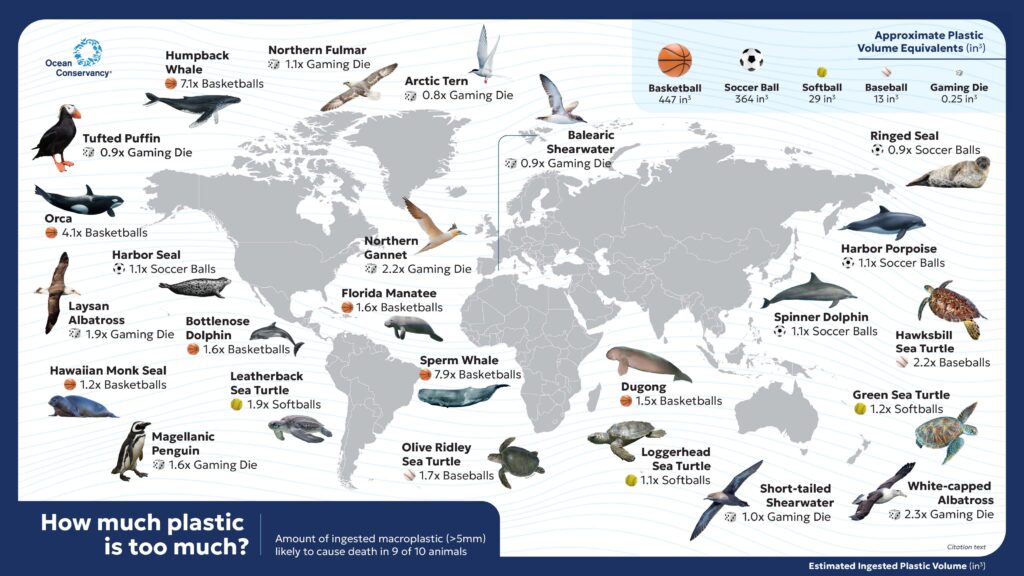 Map of sea turtles, seabirds and marine mammals depicting the amount of ingested plastic that would cause death in 9 of 10 individuals, based on our models. It does not suggest that all of these species DO ingest plastic, as some have not been studied for it directly; rather, it shows that IF plastics are ingested, these amounts would likely lead to the animal’s death