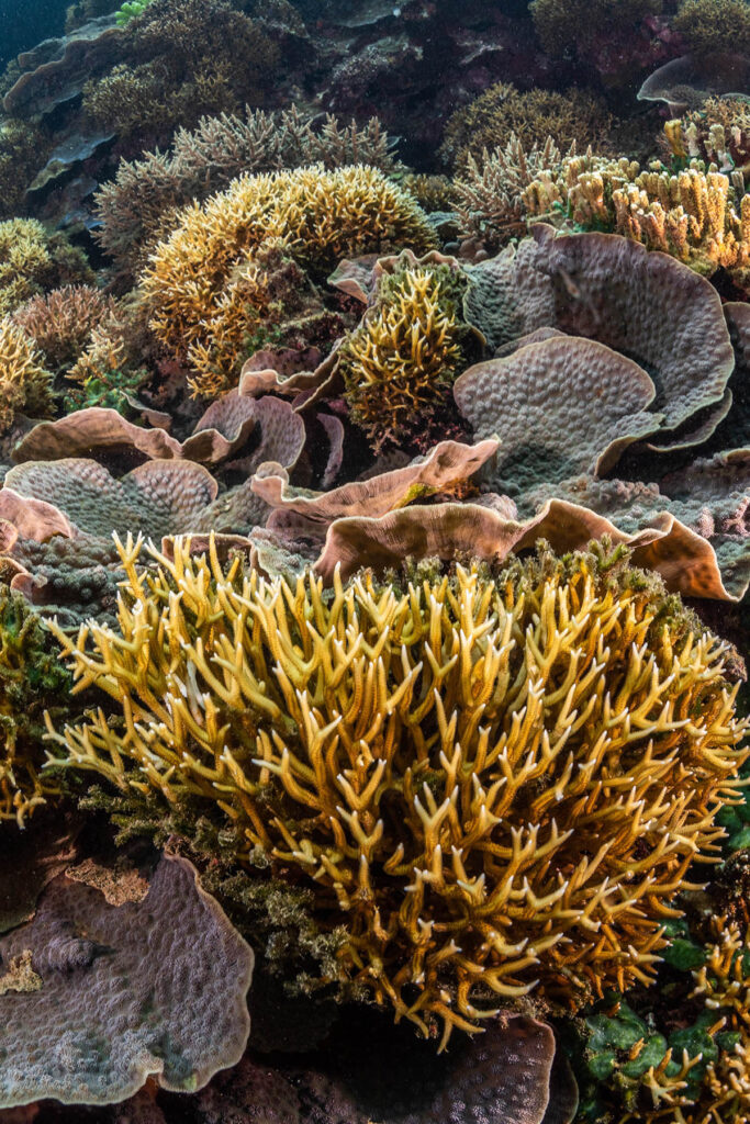Underwater image of bleached coral