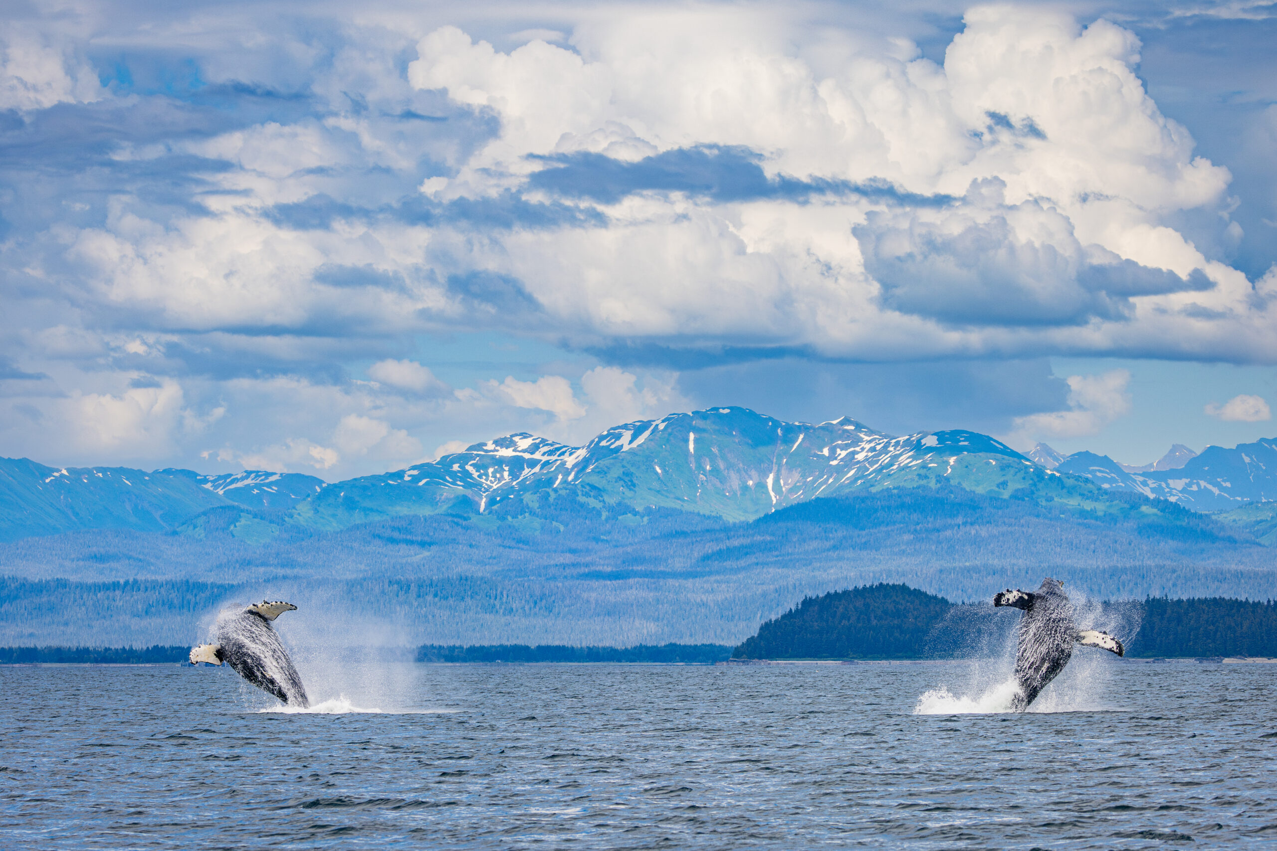 Two humpback whales breach simultaneously under a dramatic sky.