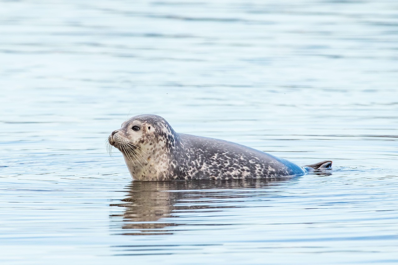 harbor seal in water
