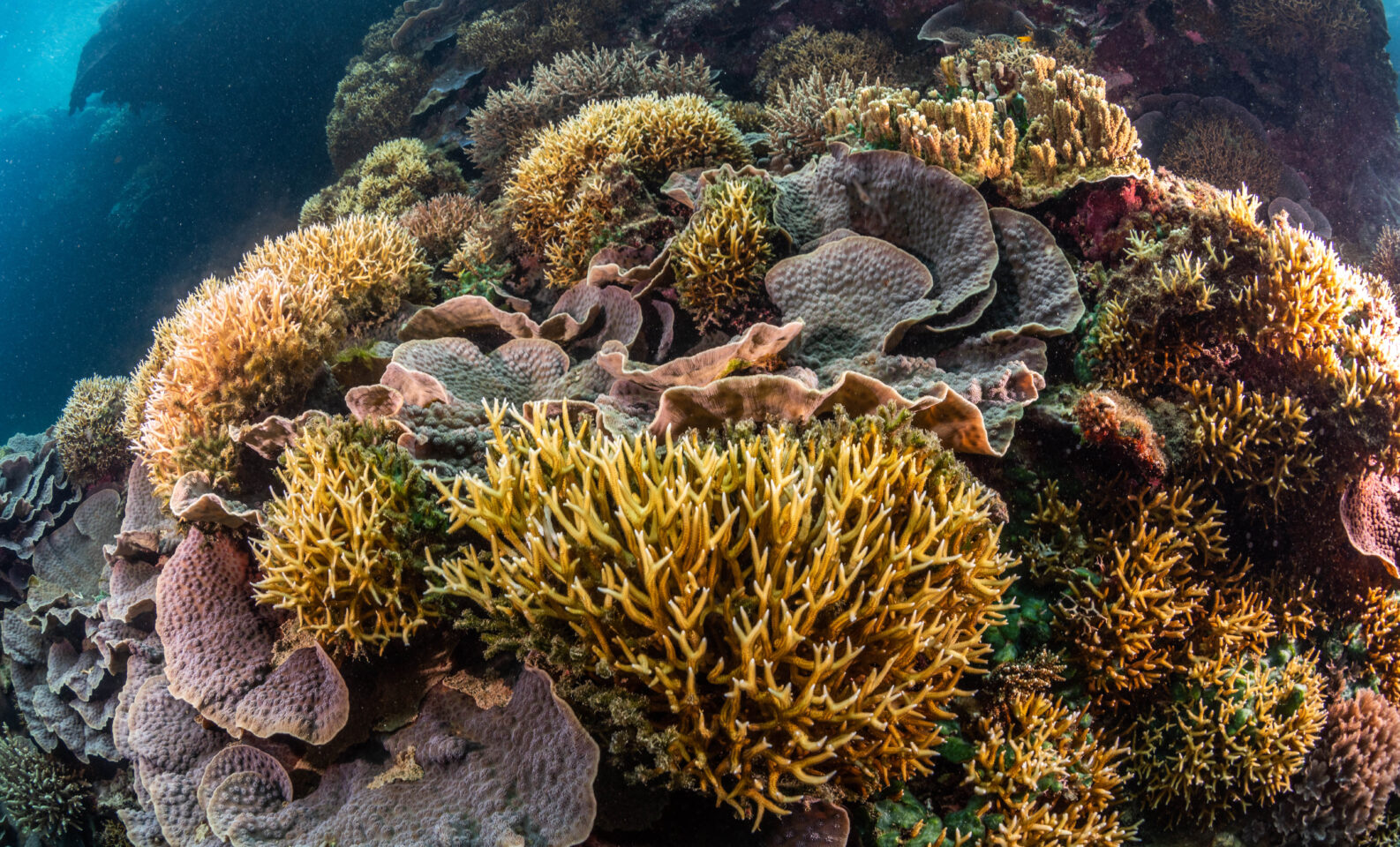 Coral reef underwater, Fiji