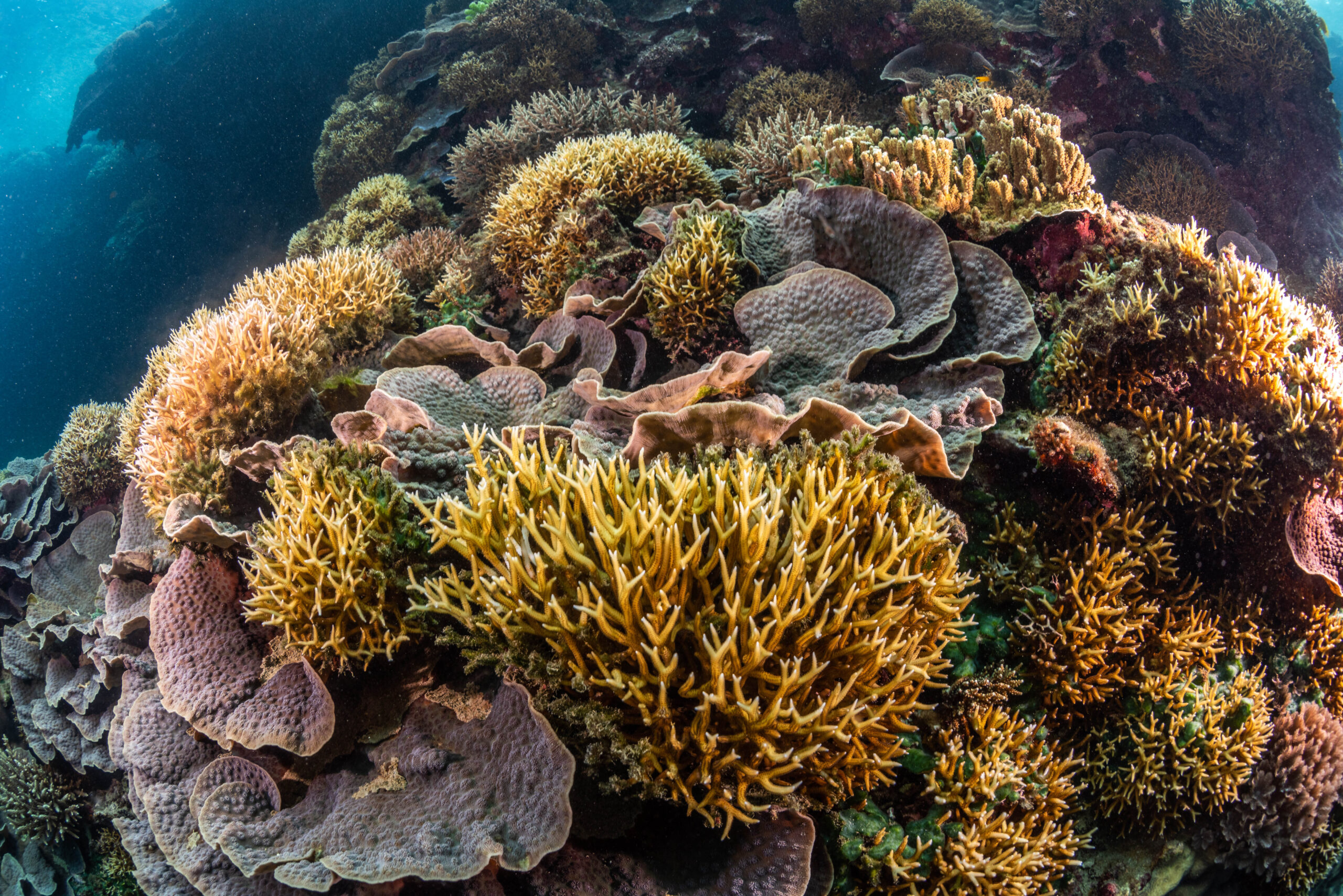 Coral reef underwater, Fiji