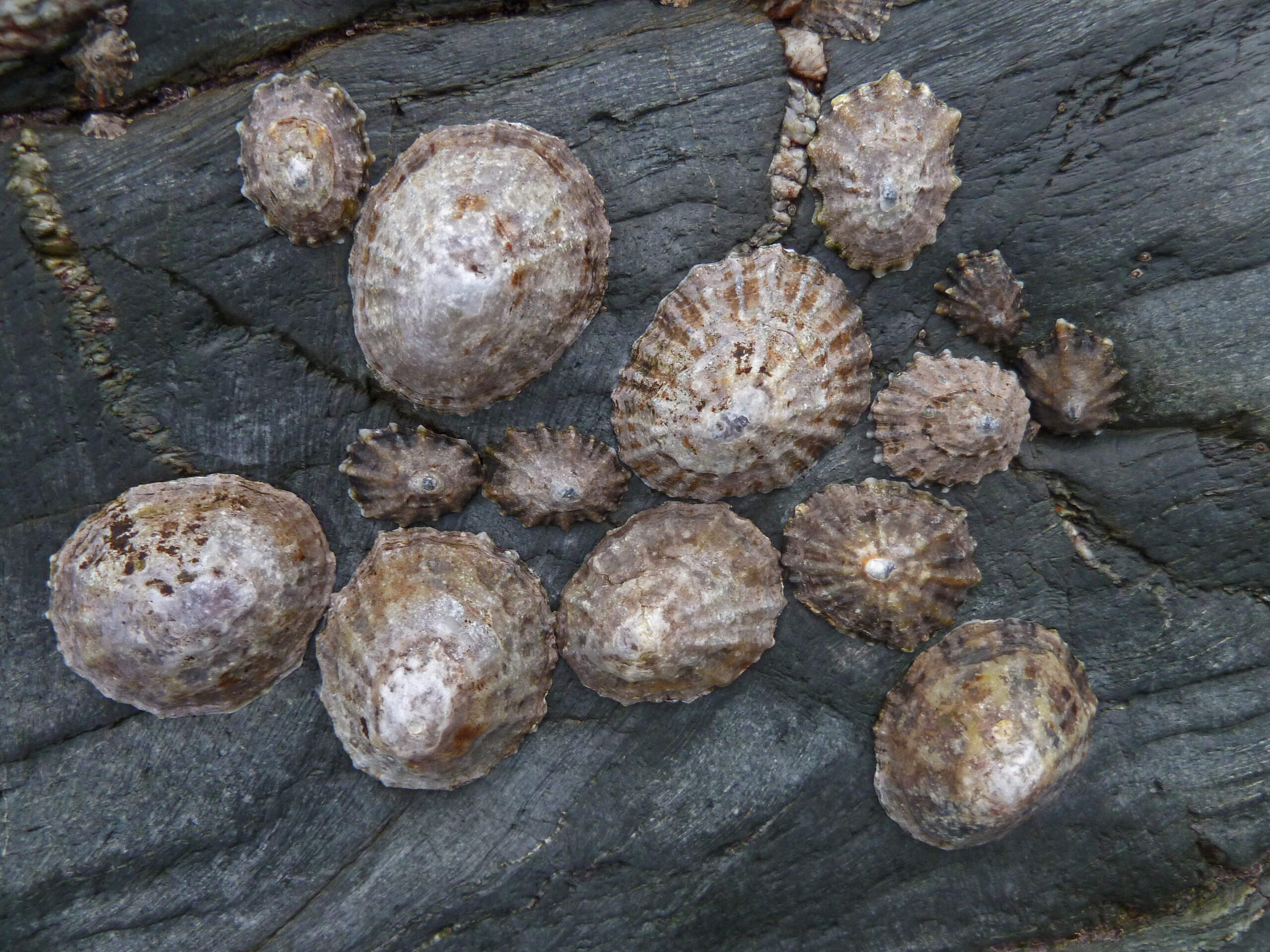 Image of limpets on a rock