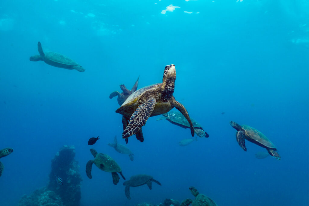crowd of turtles swimming