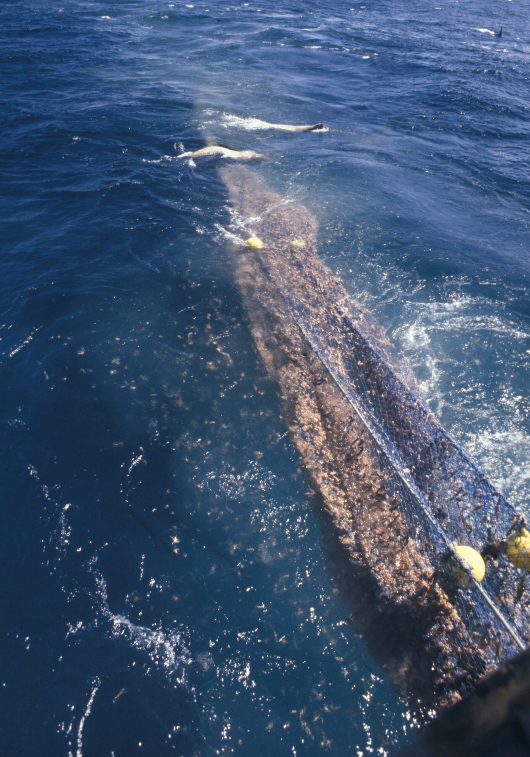 Retrieving trawl net on MILLER FREEMAN while killer whales retrieve scraps of fish discharging from net.