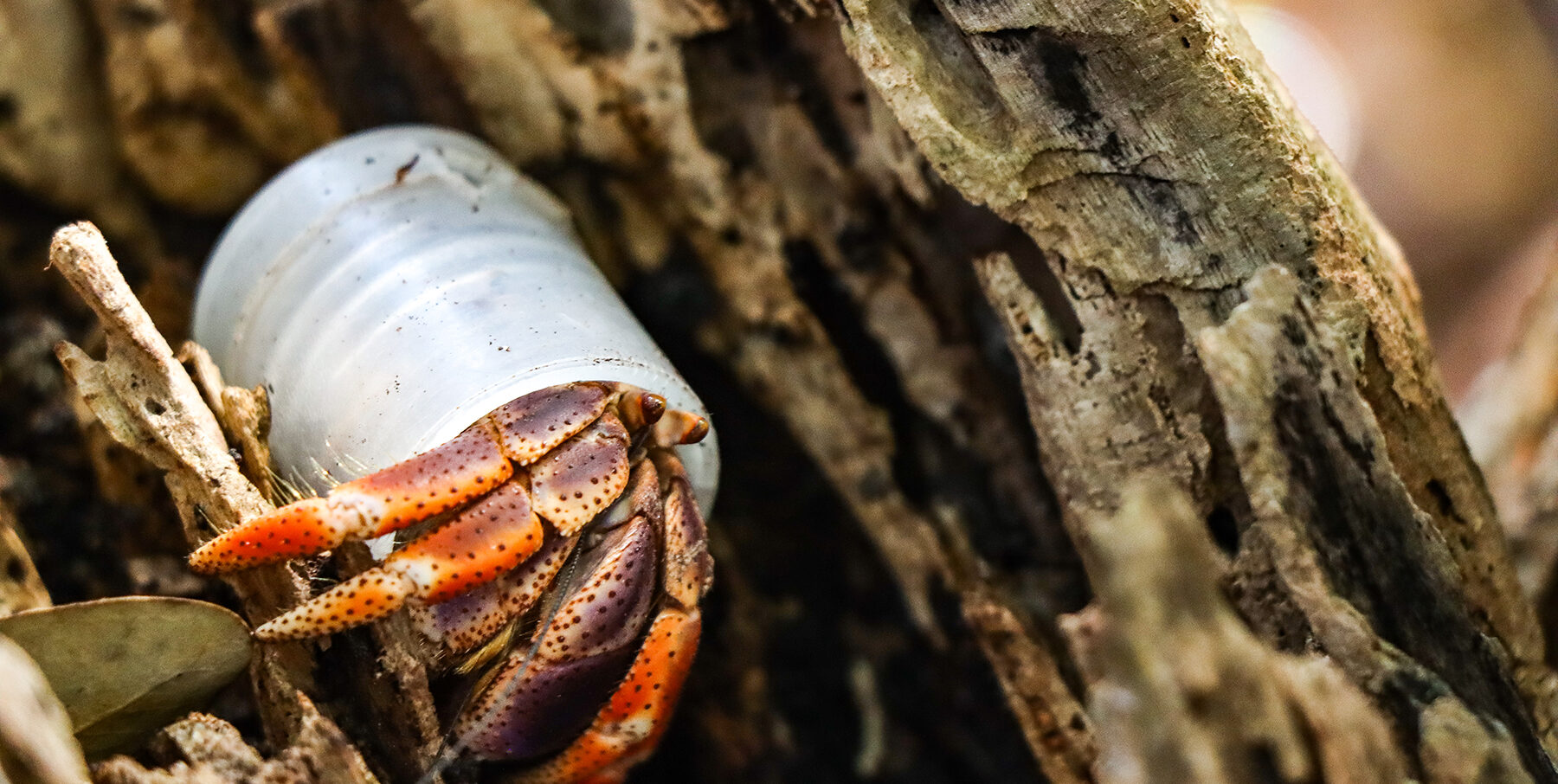 Hermit crab with plastic shell. Photo by Tralee Chapman
