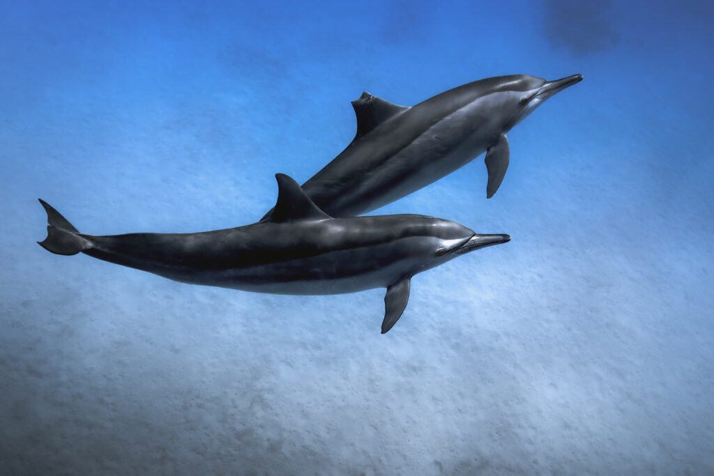 These two dolphins swimming side by side symbolize the difference human impact makes on the marine environment. It’s a beautiful scene, but look closely at the top dolphin’s fin – the scar is likely from a boat strike. This image contrasts what could be with what is: the healthy dolphin represents the thriving life we hope for, while the hurt one reveals the harsh reality of how our actions affect cetaceans.