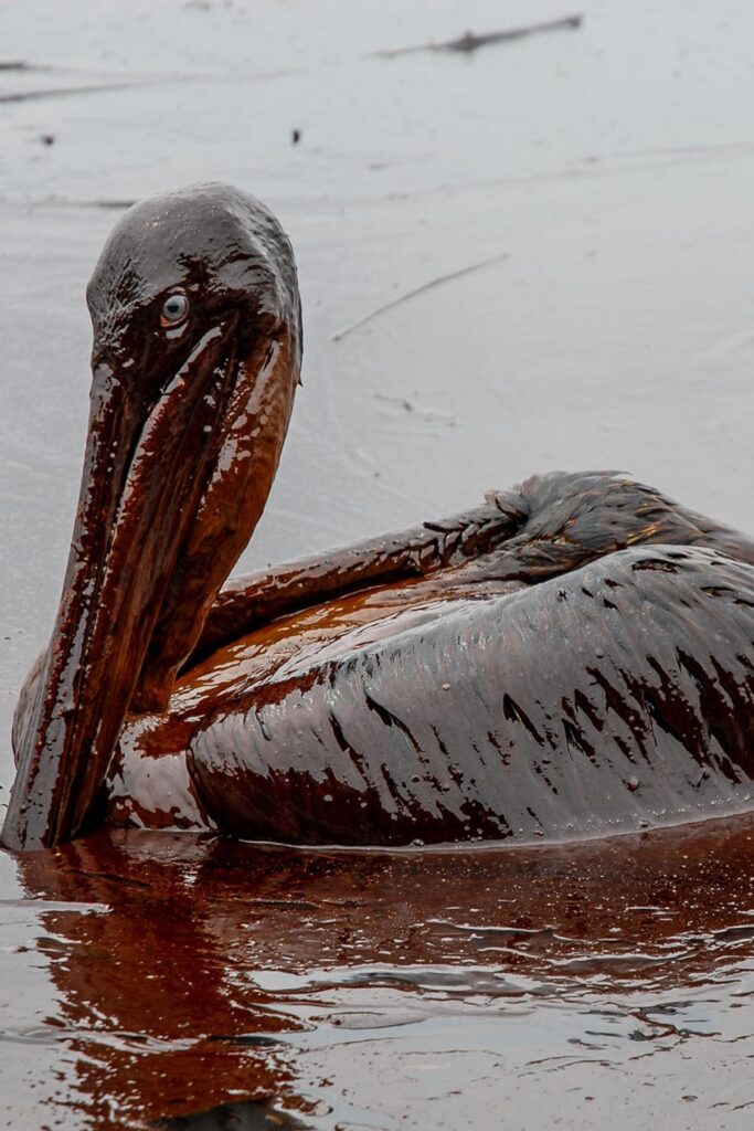 Oiled pelican swimming in oiled water