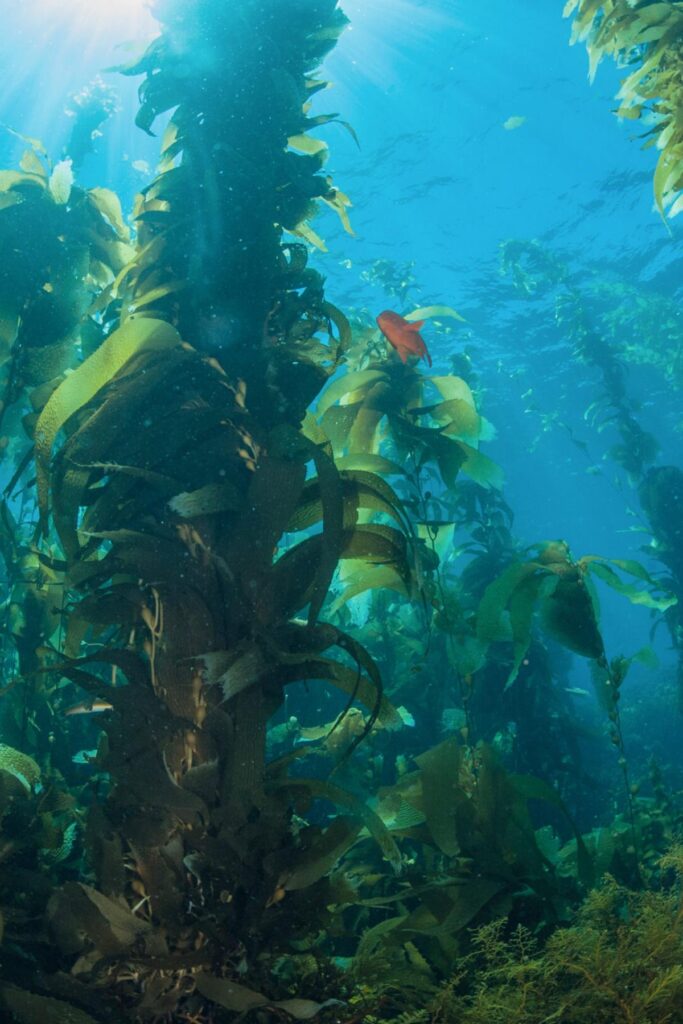 Kelp forest underwater