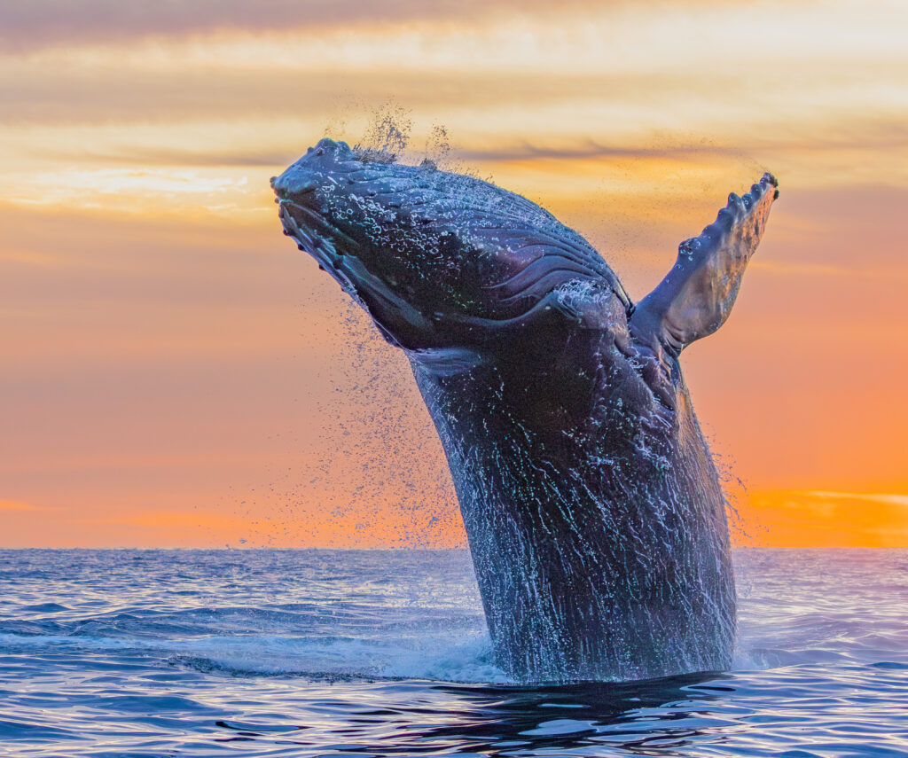 Humpback whale breaching during sunrise