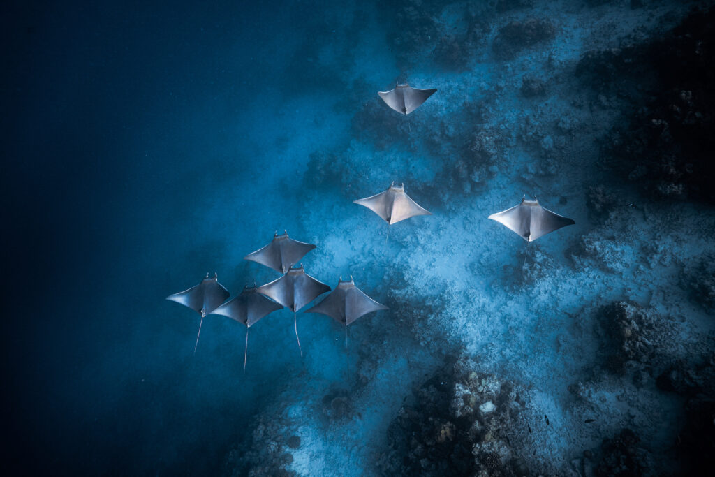 from overhead a group of mobula rays swims below in dark blue waters