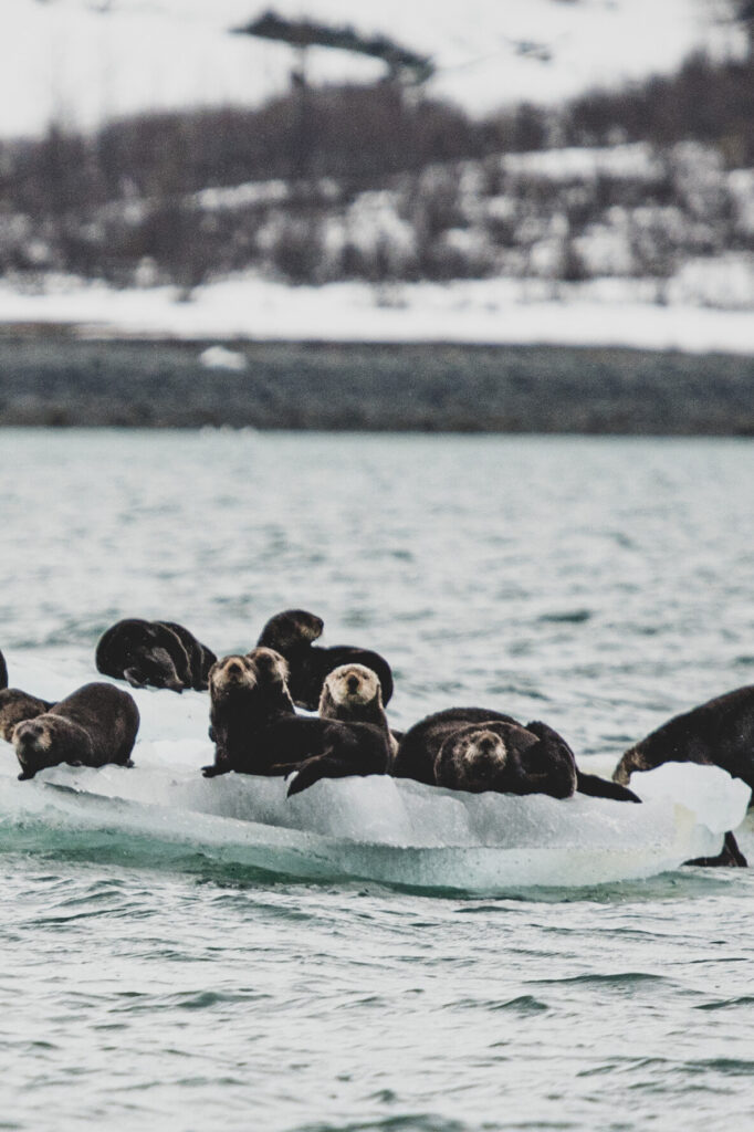 Sea Otters on ice in ocean