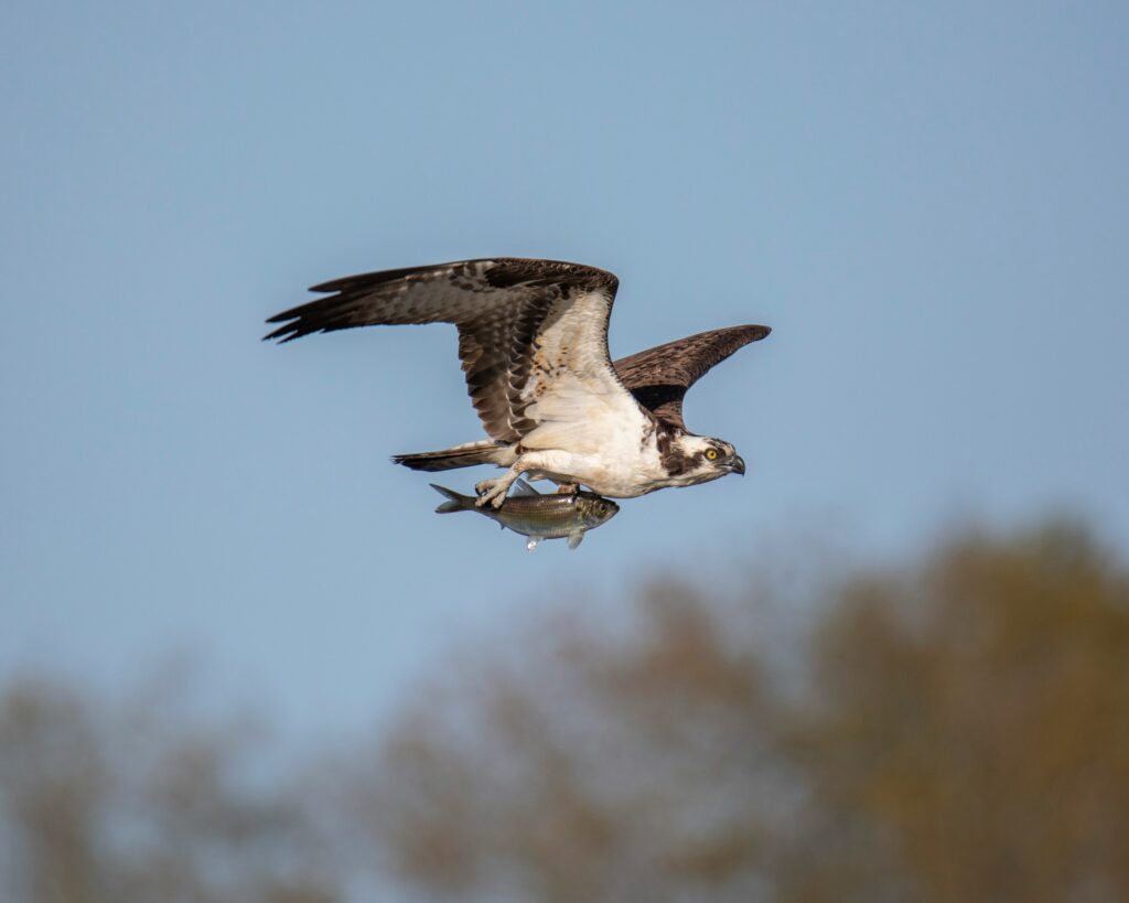 an osprey in flight carrying a fish in its claws