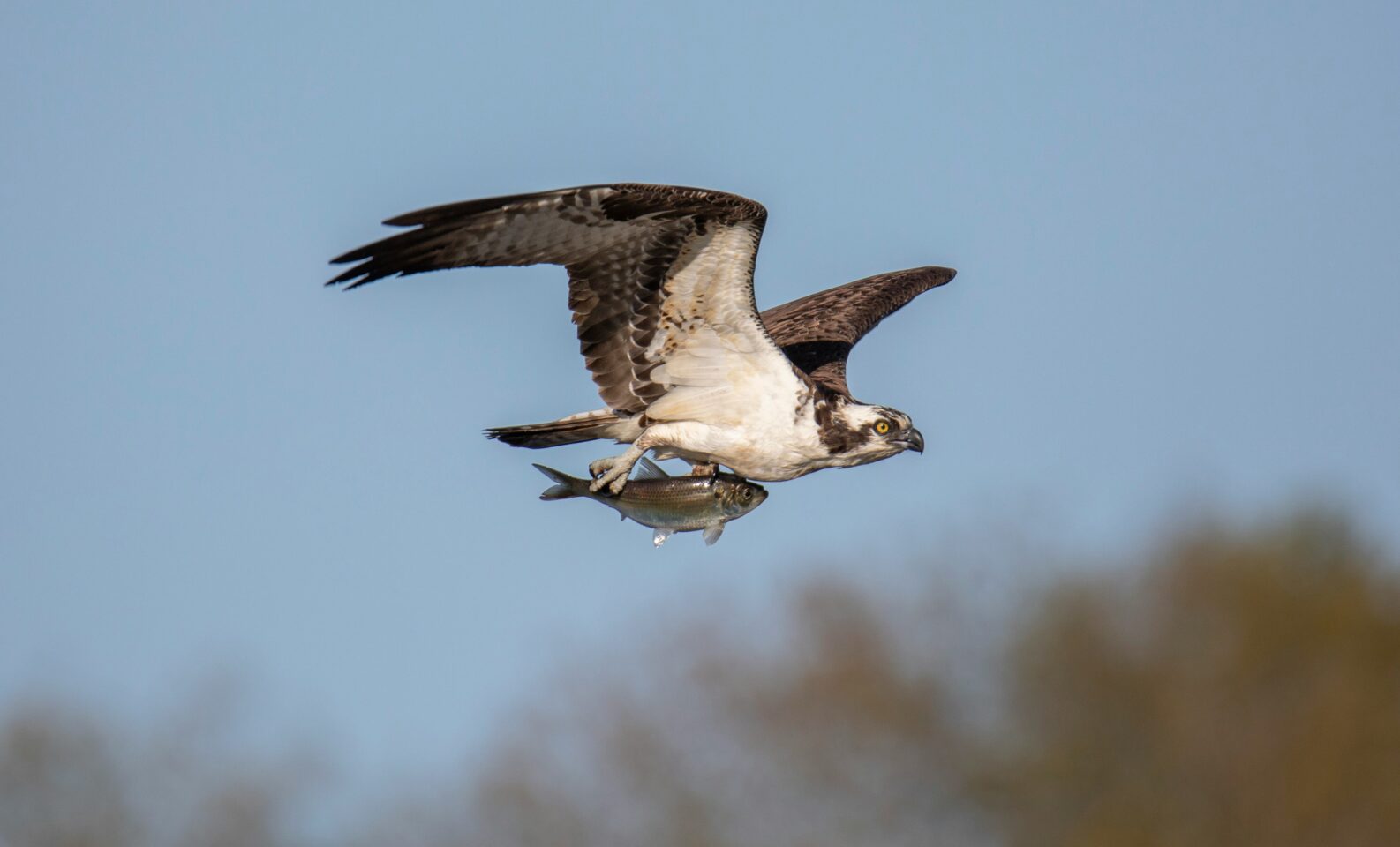 an osprey in flight carrying a fish in its claws