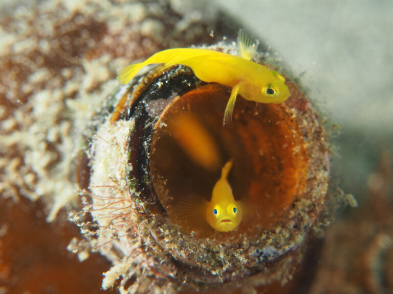 All About Gobies - Ocean Conservancy