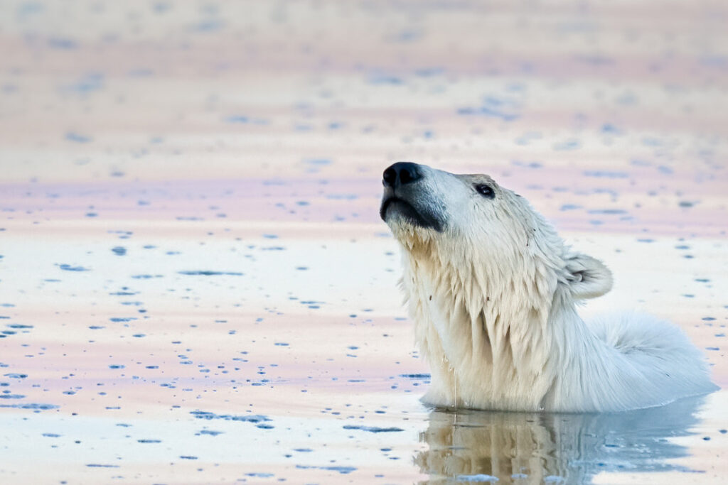 A polar bear pops his head out of serene ocean waters, reflecting pinks and orange from the sunset