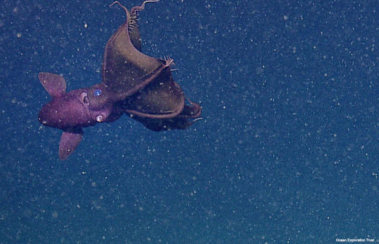 Vampire squid