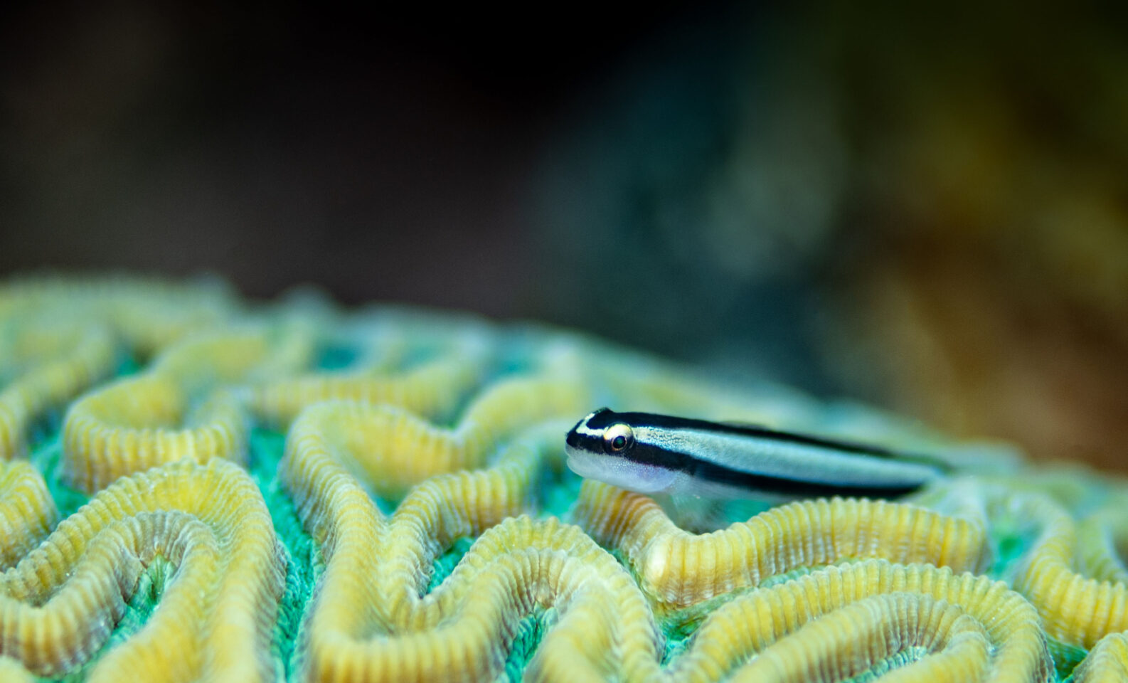 Goby on coral
