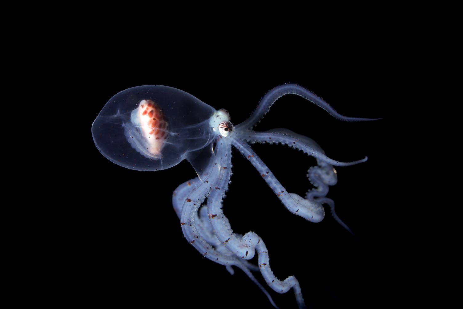 Wonderpus in black water