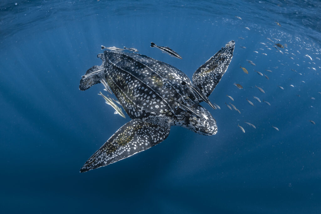 Leatherback sea turtle, Coral Bay, Ningaloo Reef, Western Australia