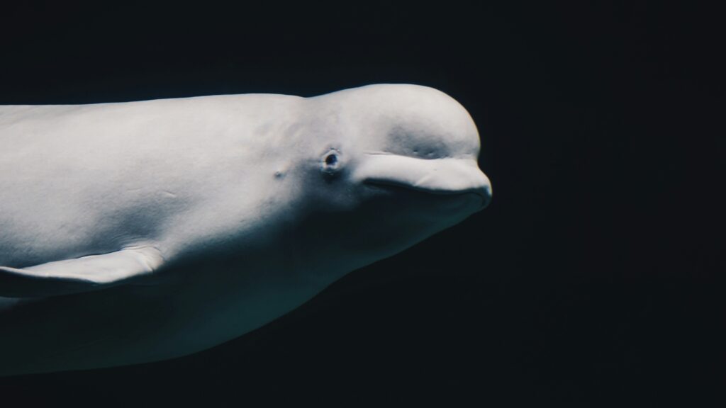 Up close to a beluga whale